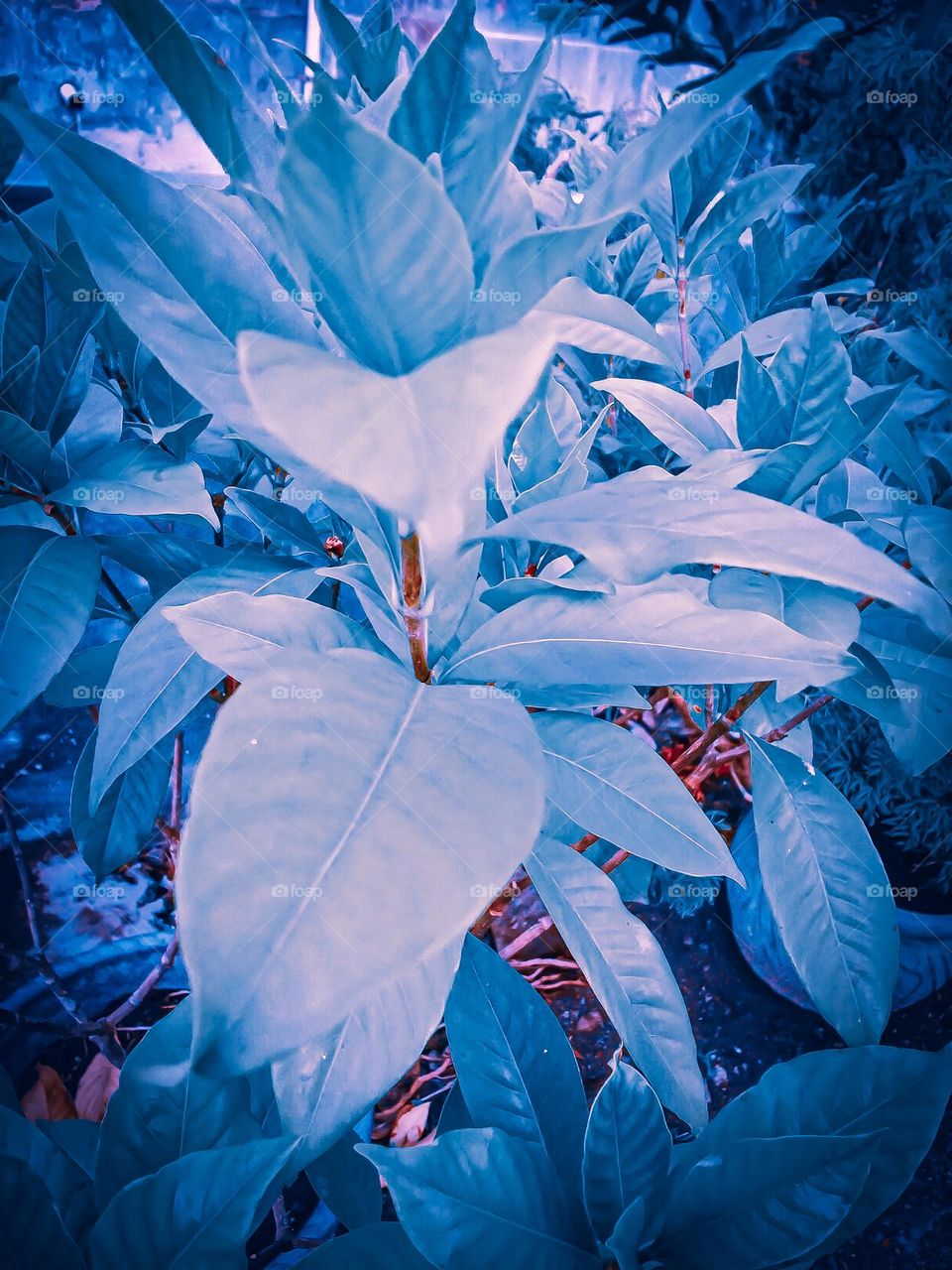 Flowers in the garden are of various colors