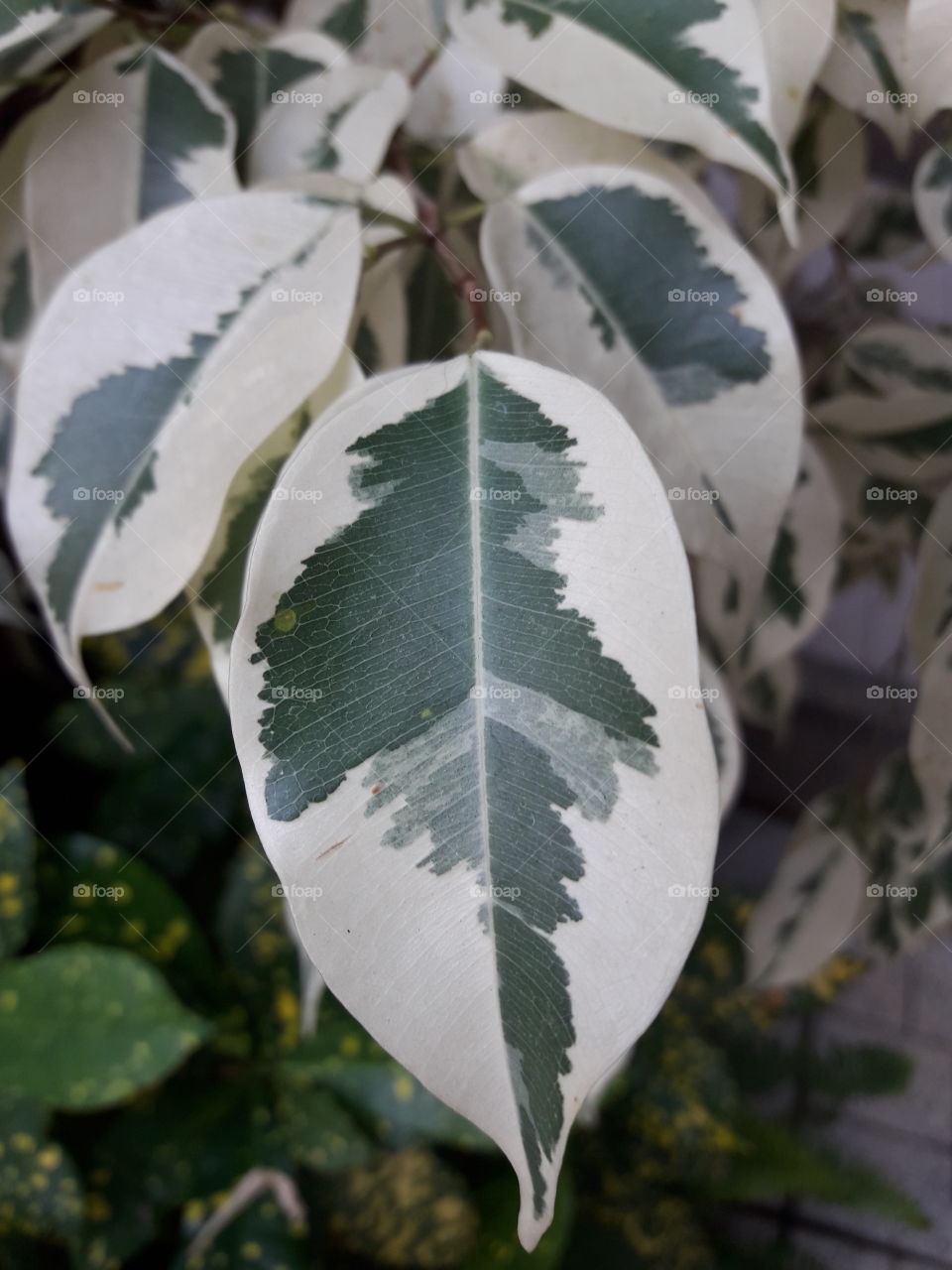 two color special leafs.