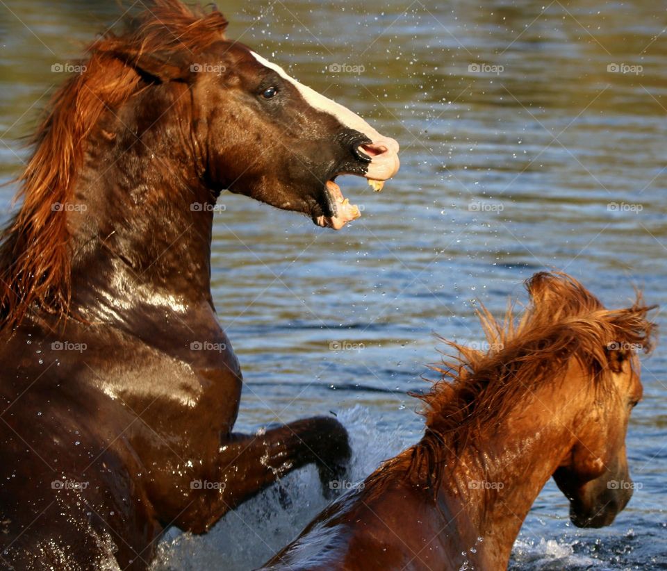 Wild Stallions Sparring in River