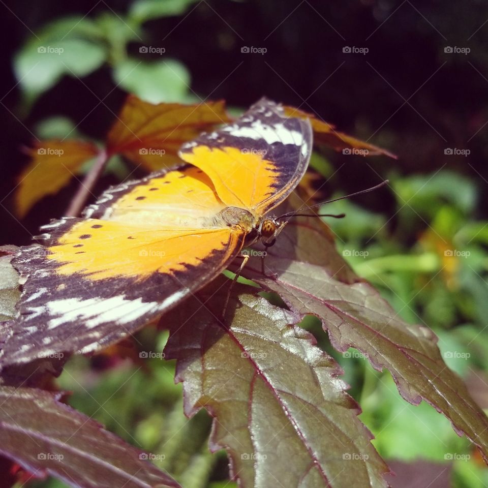 Butterfly's rest