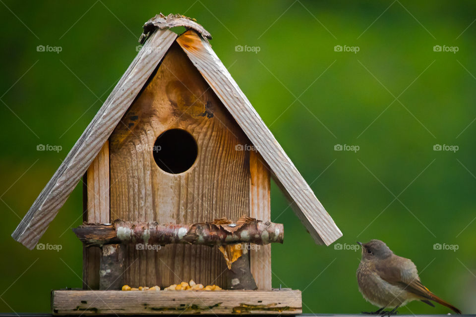 Bird House In The Woods