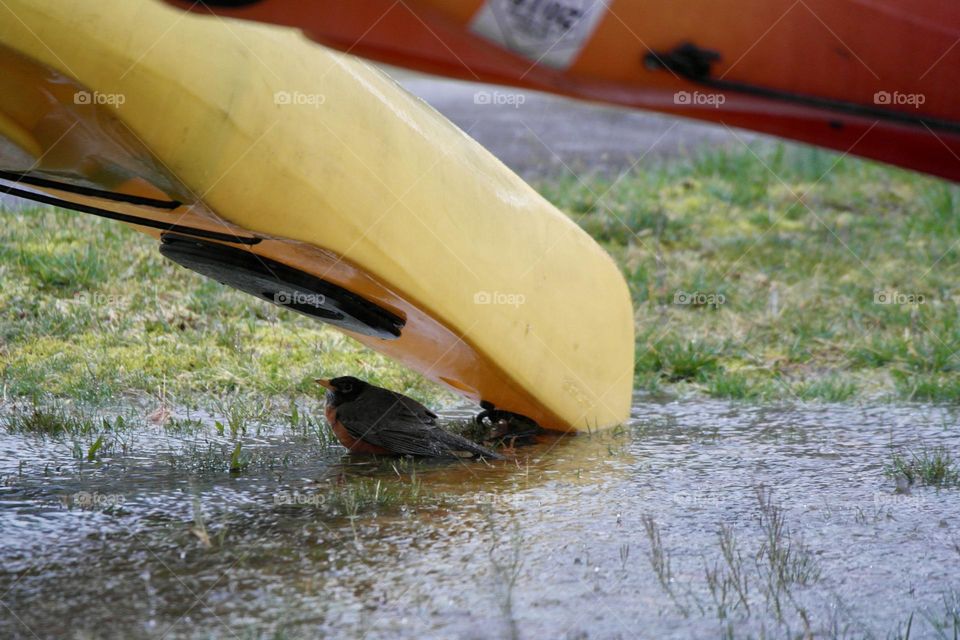 The bird hides from the rain under the kayak 
