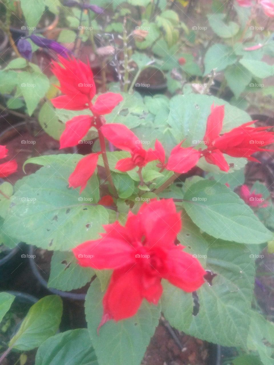 Beautiful Red Flowers