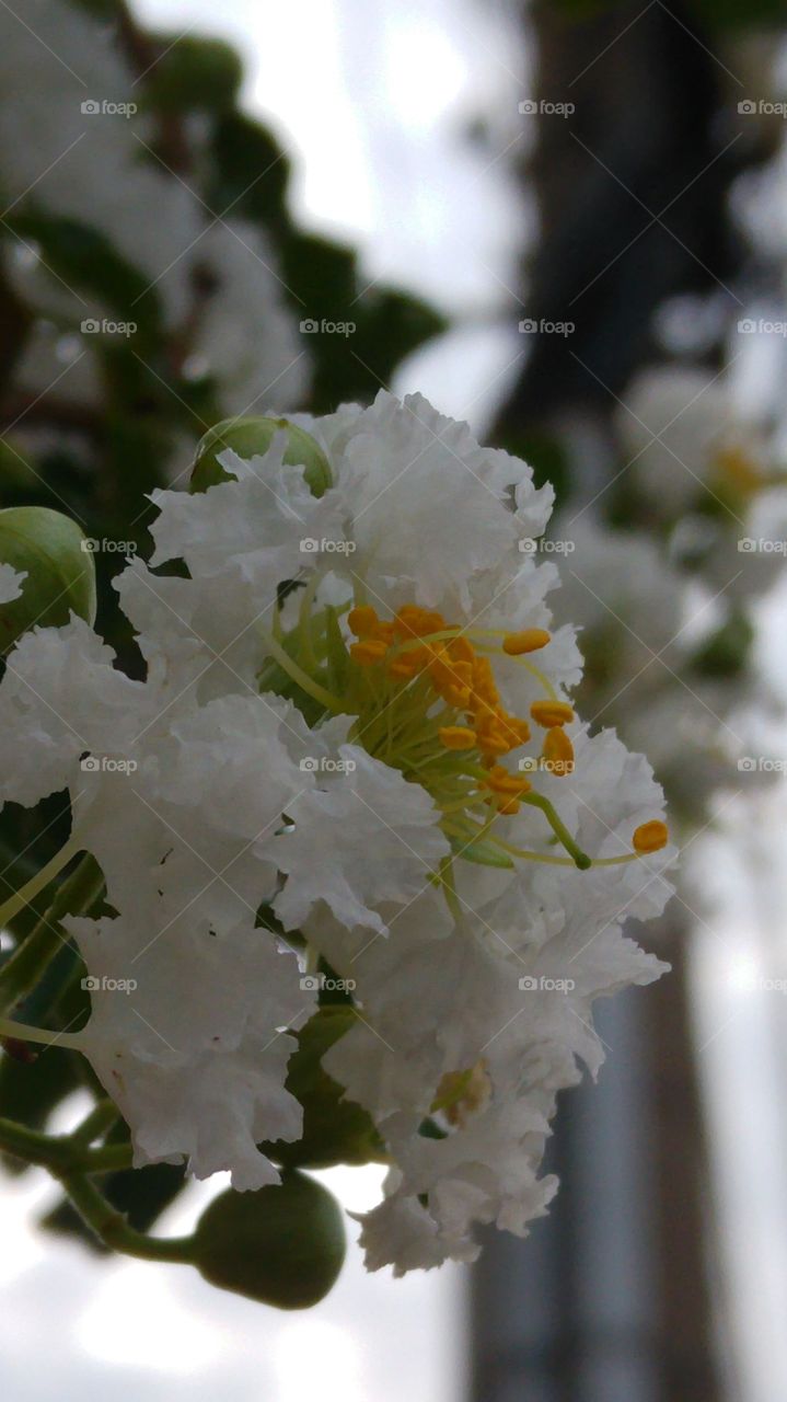 Lagerstroemia indica, also know as crape myrtle. The white crape myrtle flower or crepeflower.
