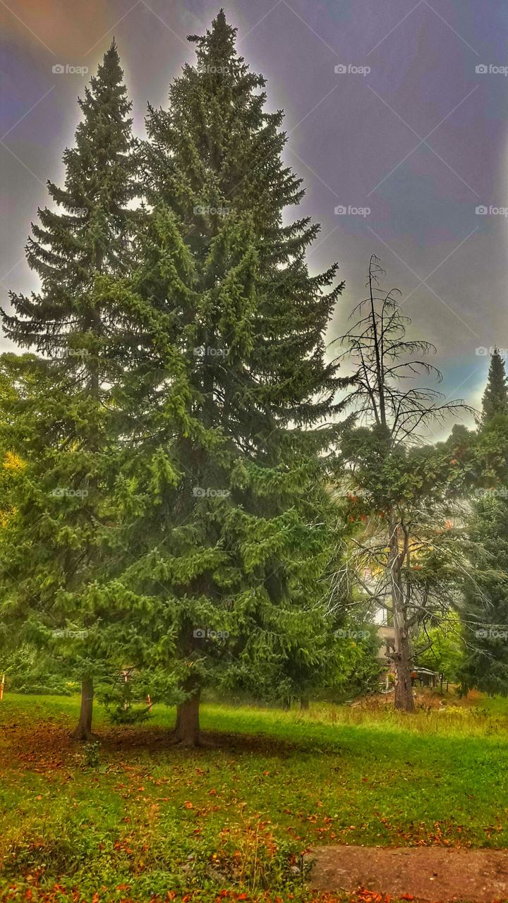 Beautiful forest idyll