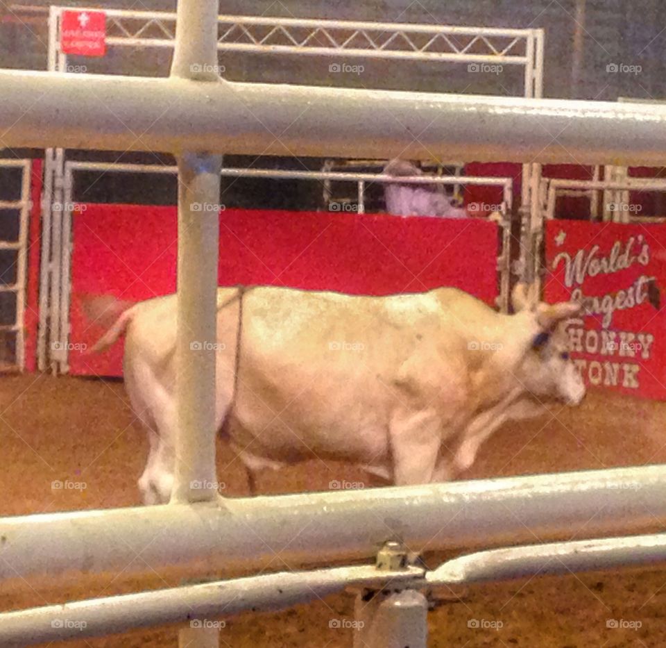 A dangerous game. Bull in rodeo arena