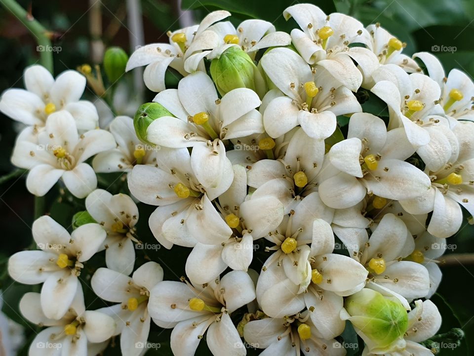 the beautiful flowers