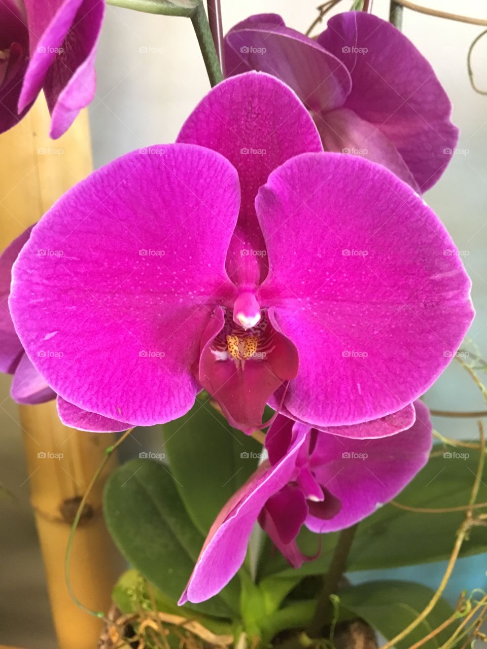 Pink orchid 