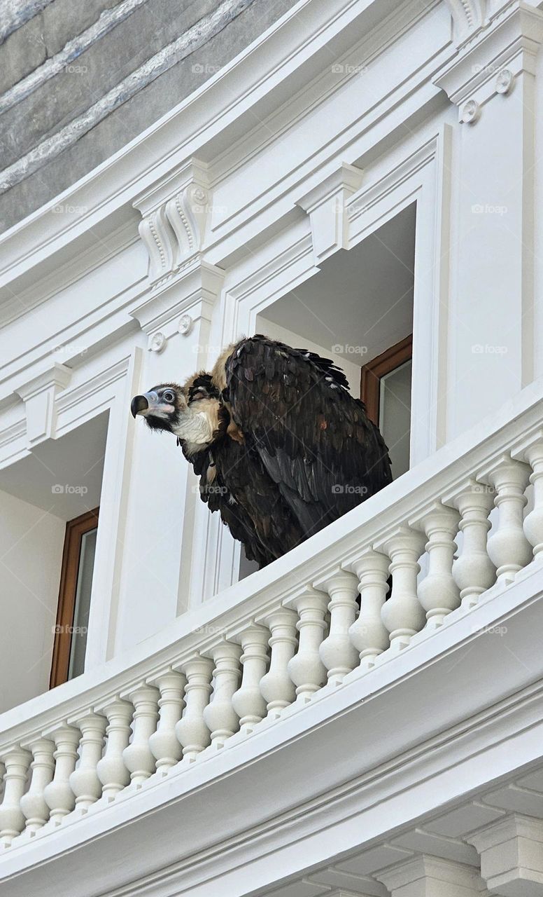 vautour à la bourse du commerce