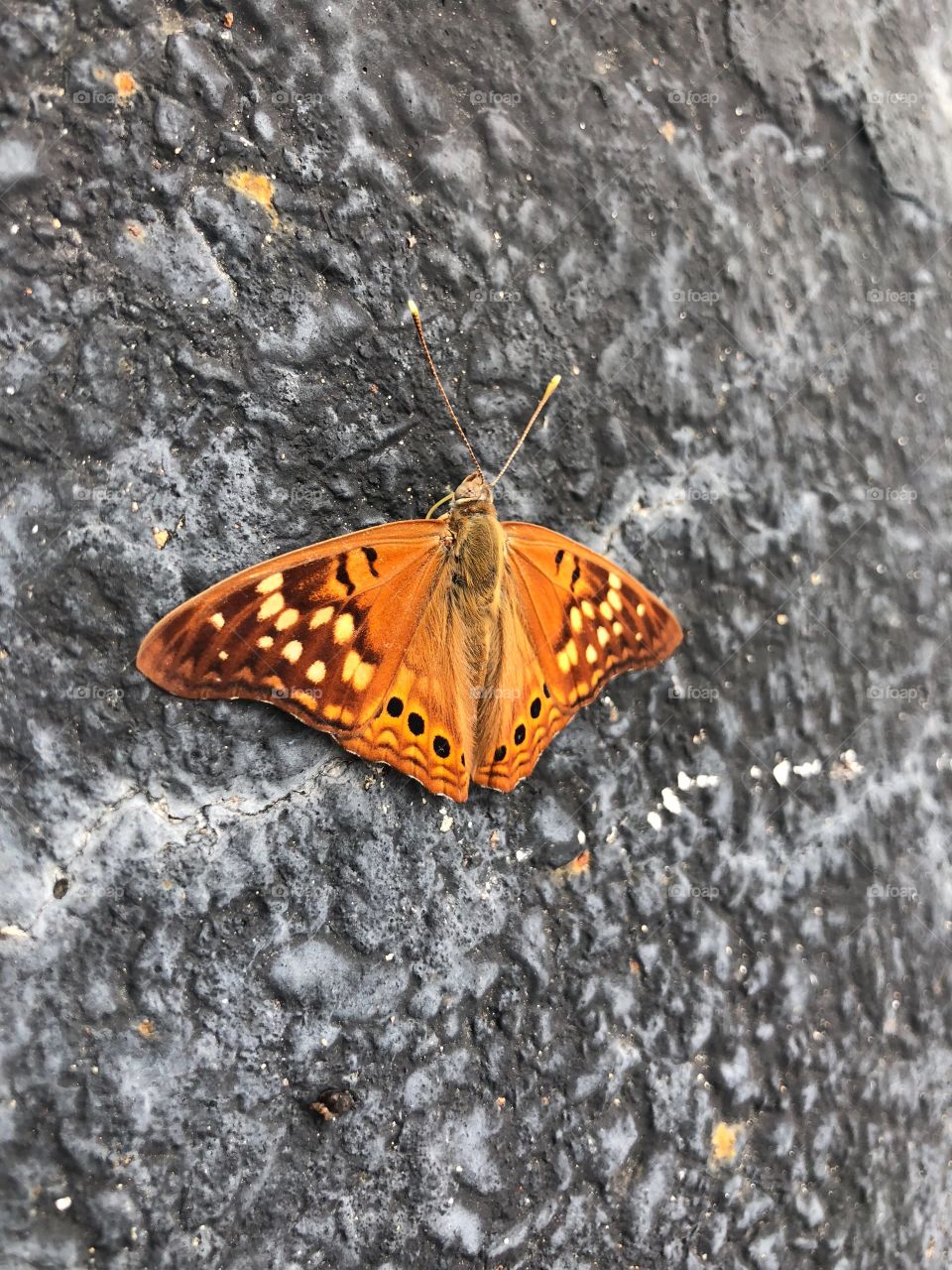 Butterfly season