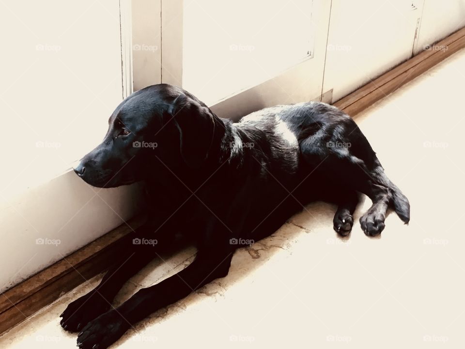 Black Labrador Retriever Looking out of Bifold Glass Doors
