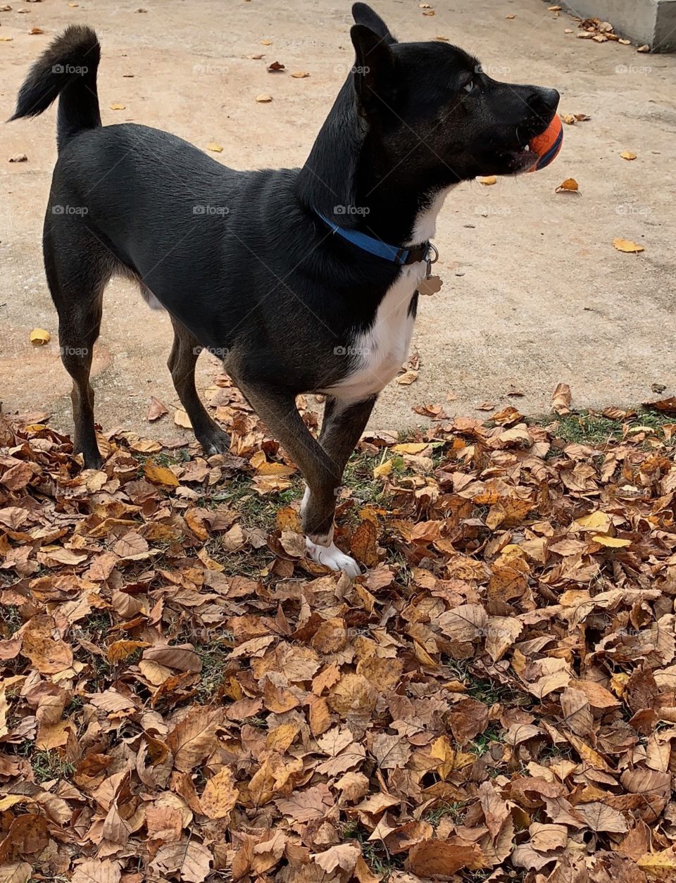 fall leaves black dog blue eyes playing ball8