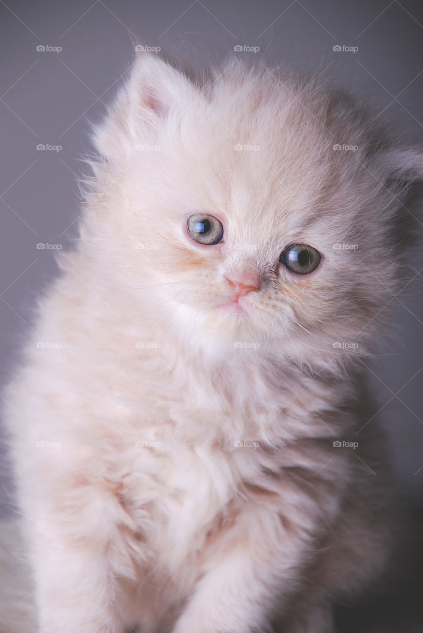 Close-up of white cute cat