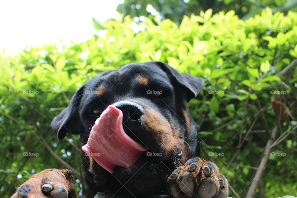 Rottweiler 