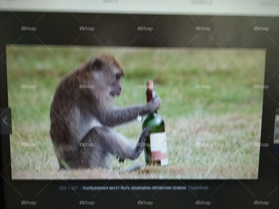обезьяна празднует свой день рождения