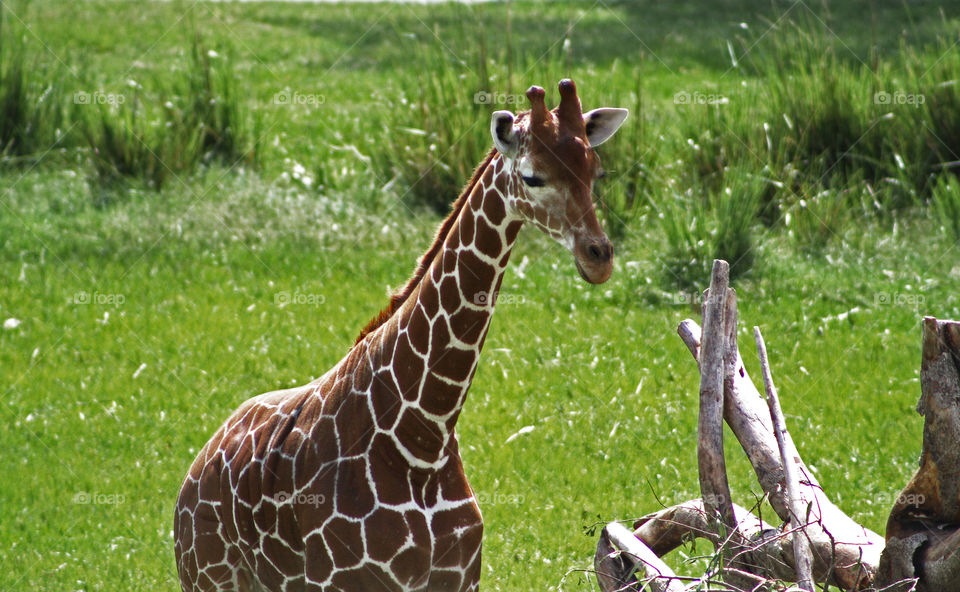 Giraffe enjoying her day