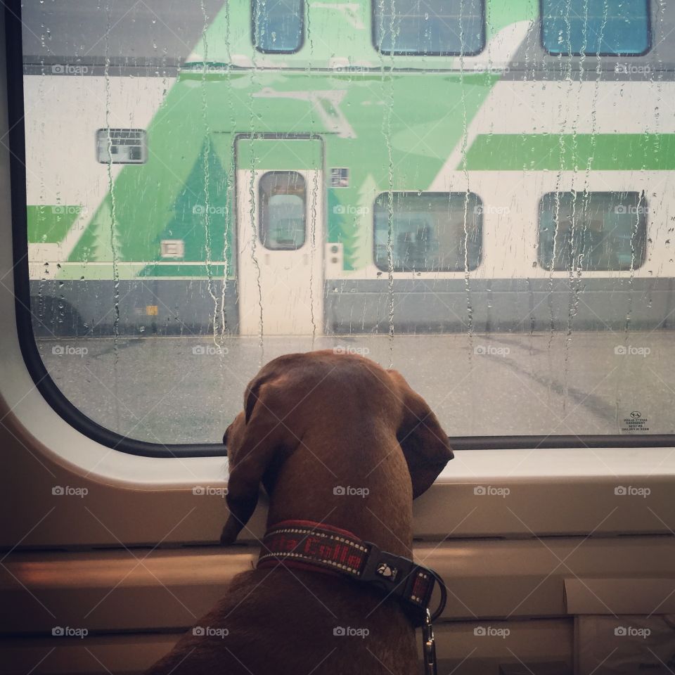 Dog looking through the train window on a rainy day.