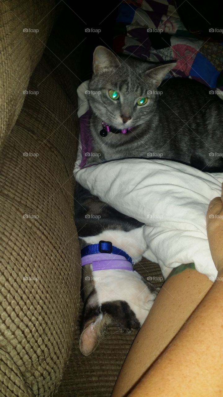 We shall sit on the new kitty