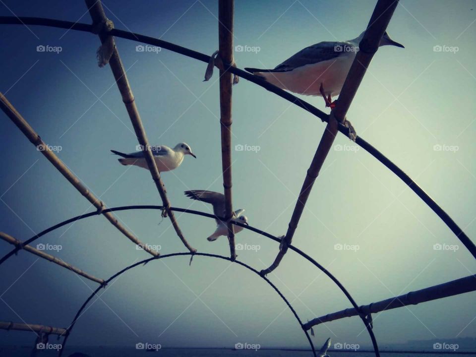 Allahabaad, the sangam