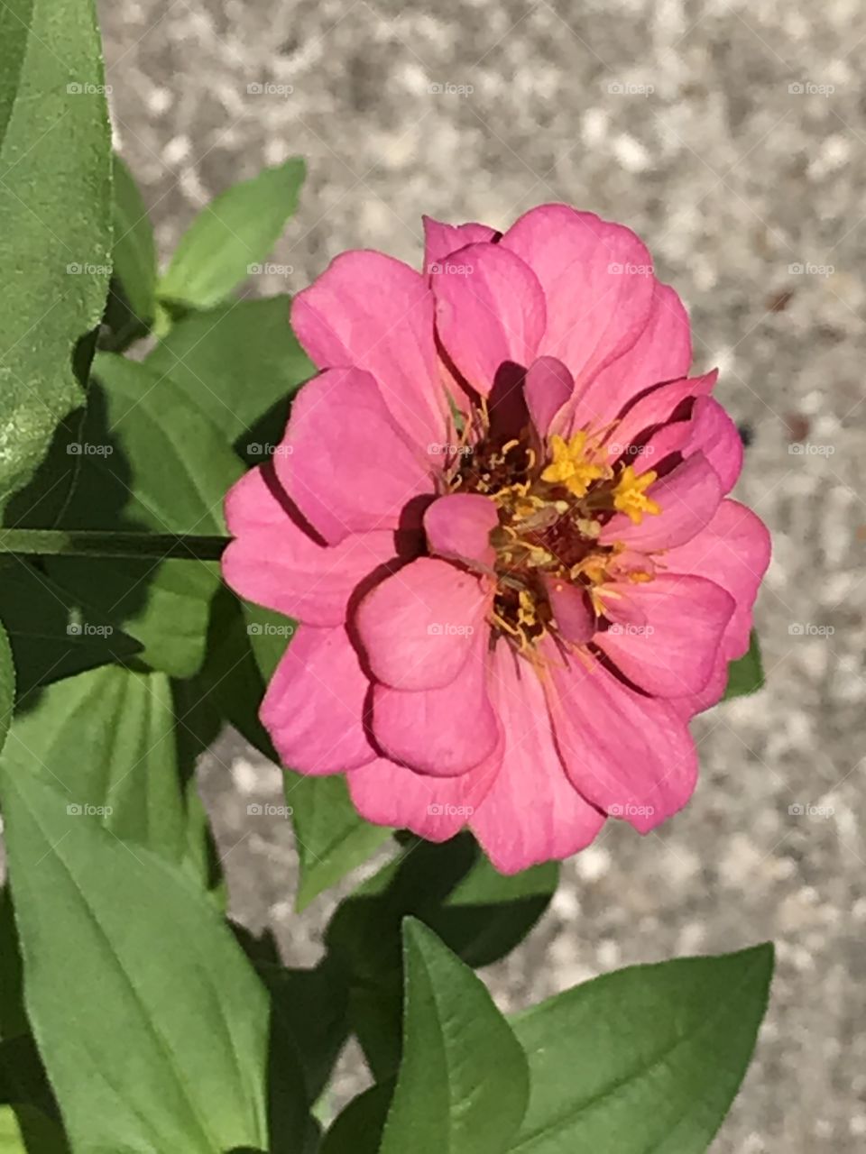 Pink flower