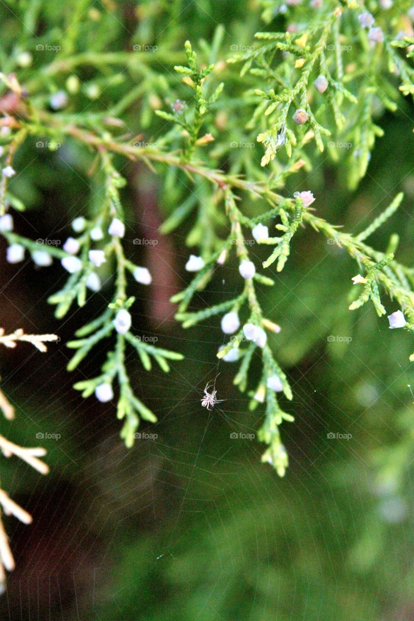 spider in web at home in th