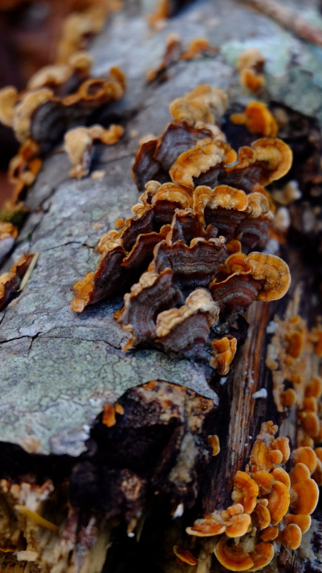 Patterns on Turkey Tail Mushroom