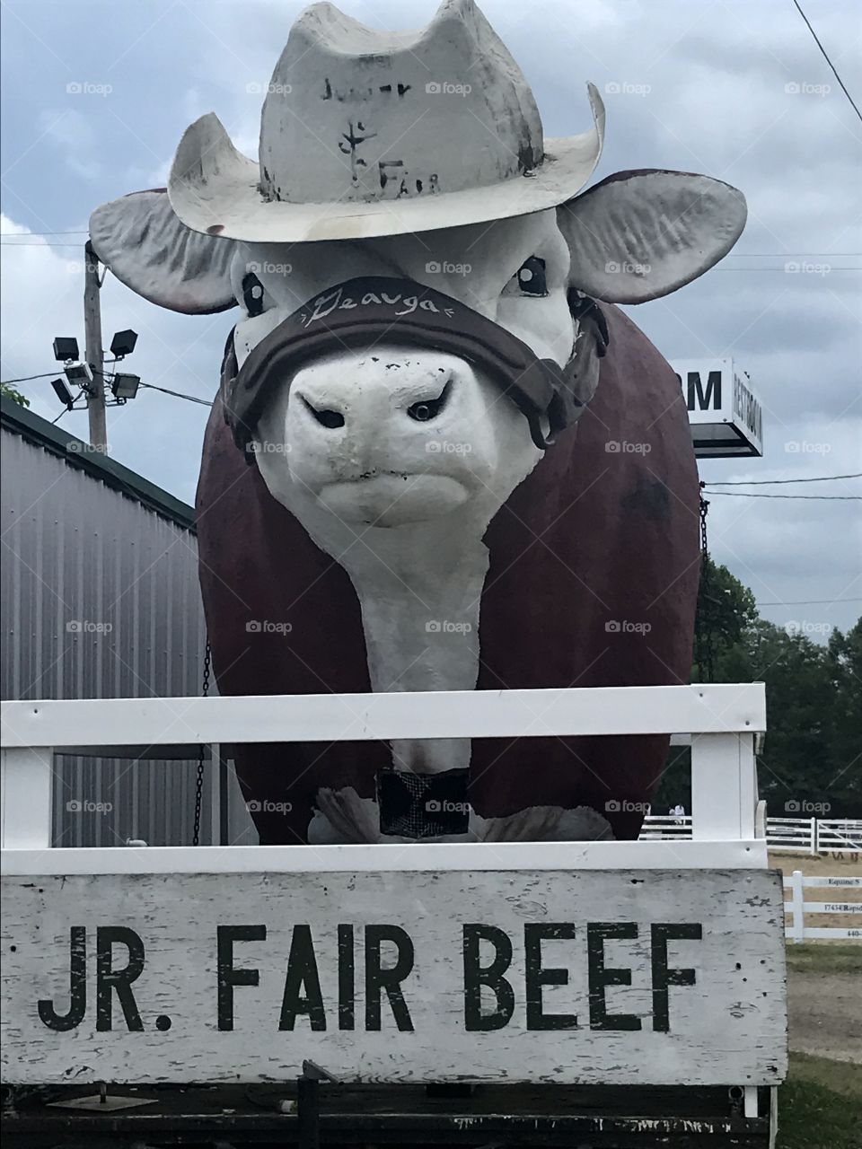 County fair Cow