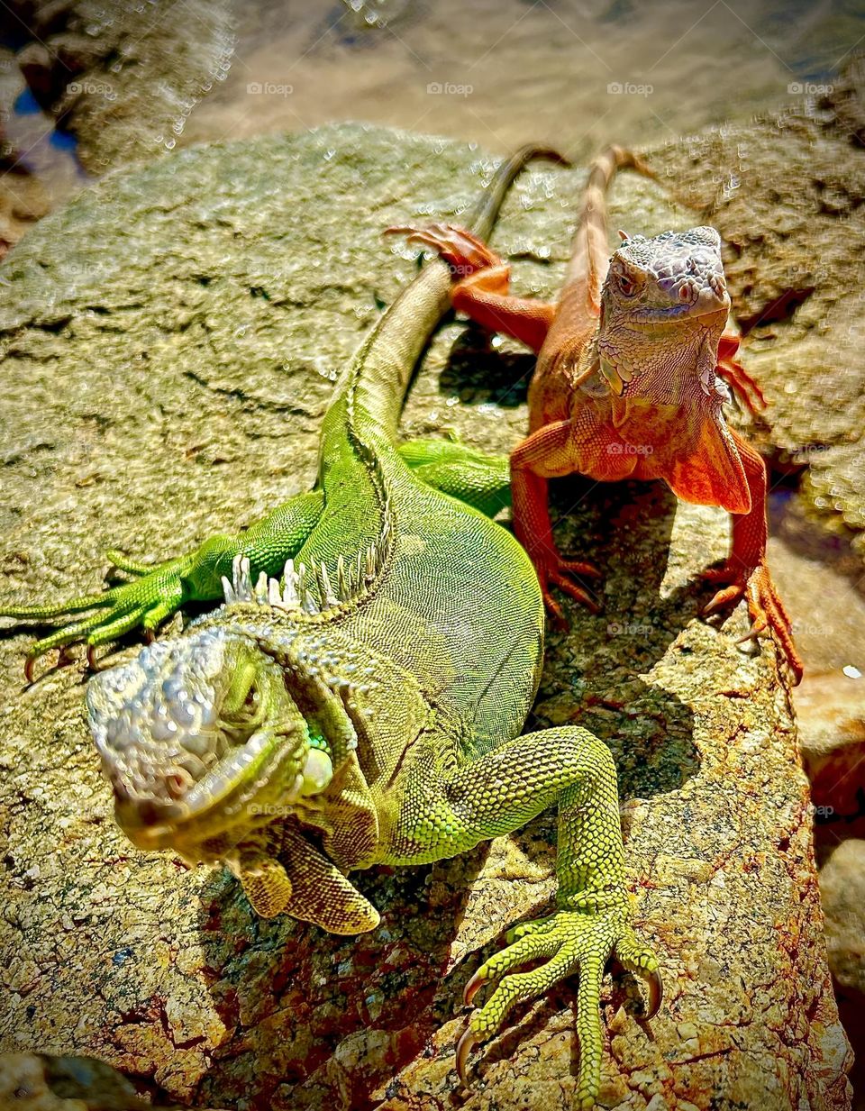 Iguana buddies on beach AMR Wozko