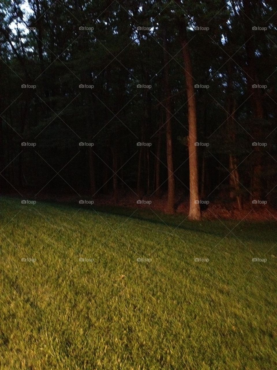 Lawn at night. Dracut, 