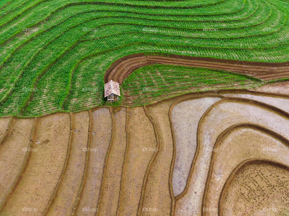 Rice Fields Pattern