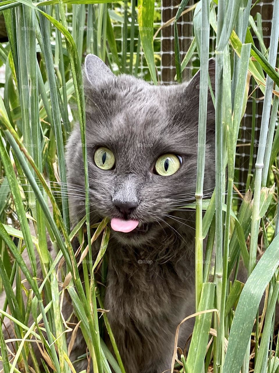 A grey cat making a funny face while eating grass