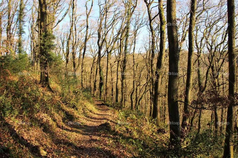 View of trees in forest