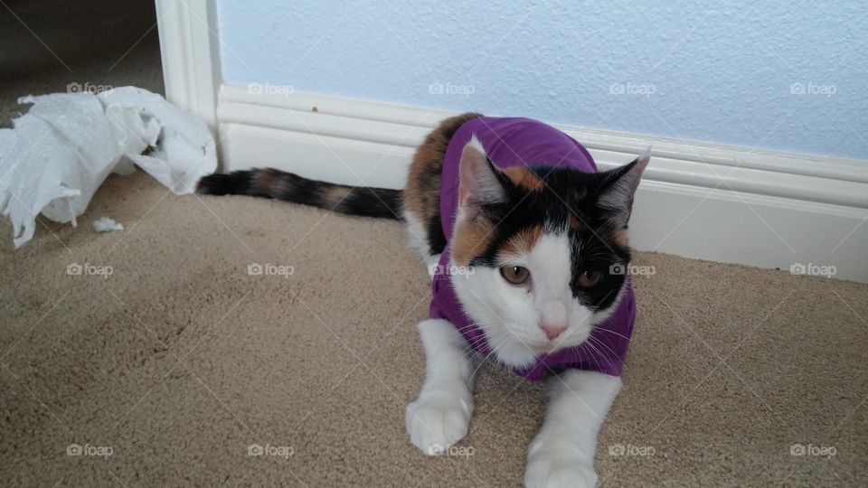 Kitten wearing tee shirt is waiting for some games to play!