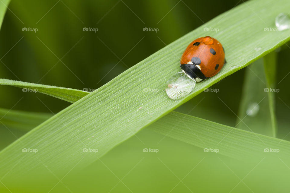 ladybug drinks water from the rain drop. amazing world of macro photo
