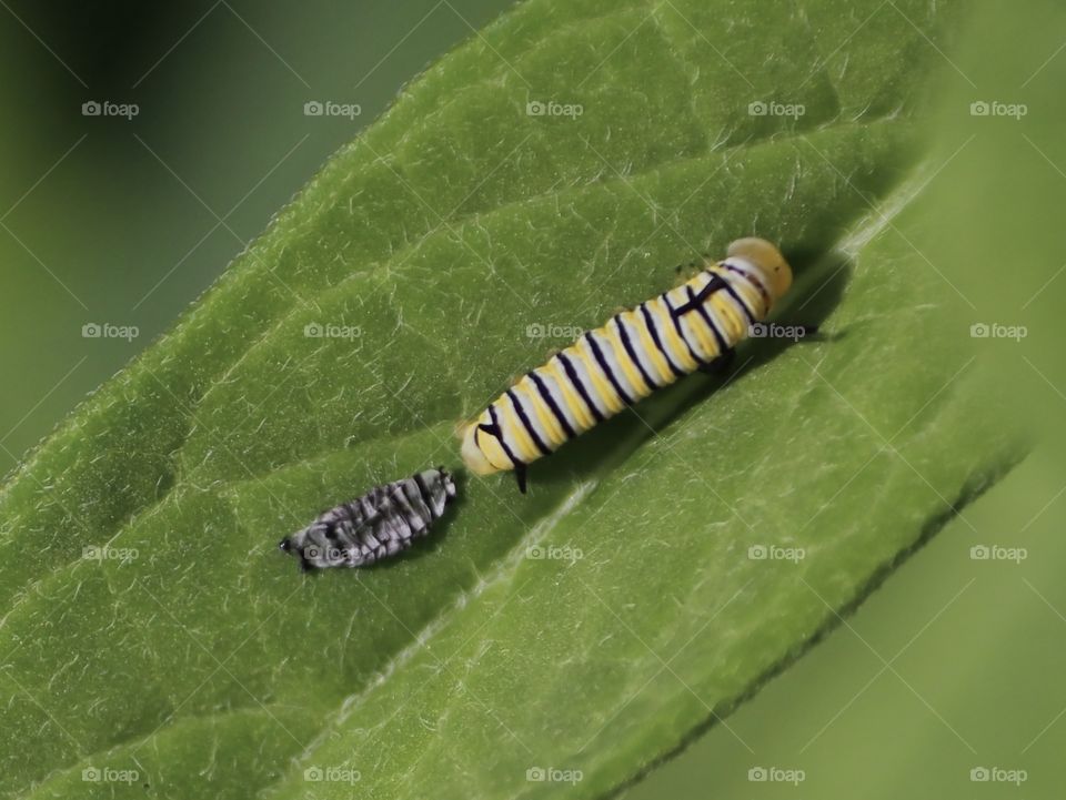 Monarch caterpillar molting 