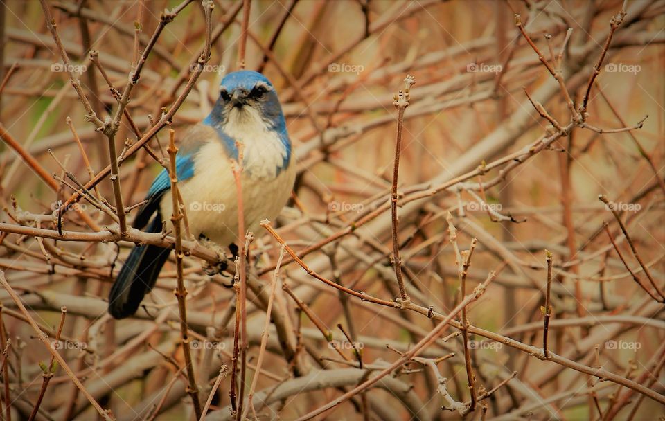 a blue jay bird hiding among the branches