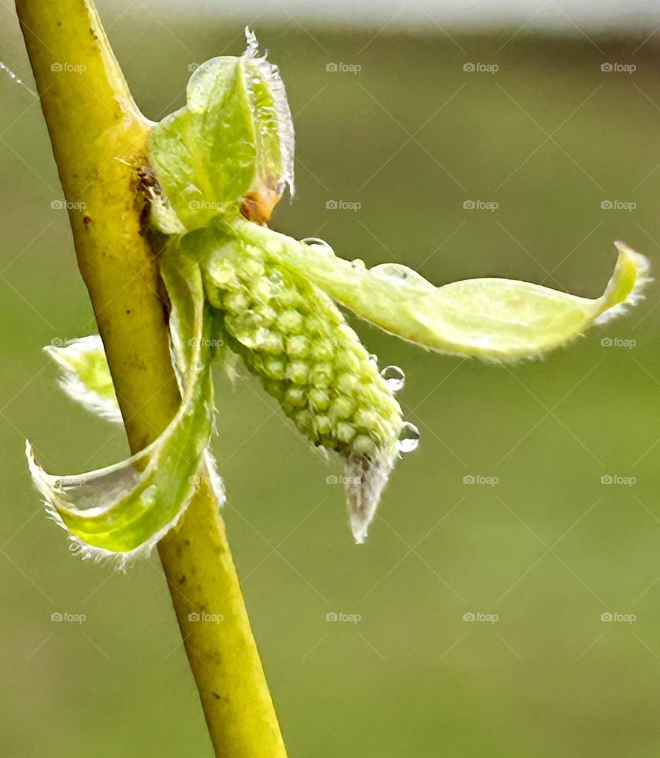 Weeping willow getting its first leaves of spring 