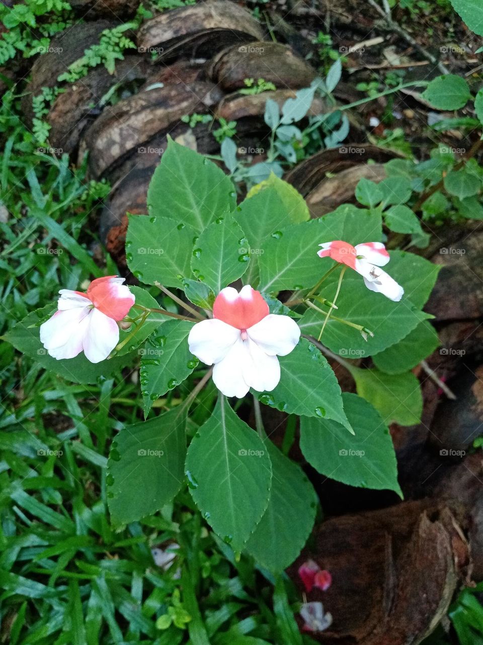Flowers in the garden