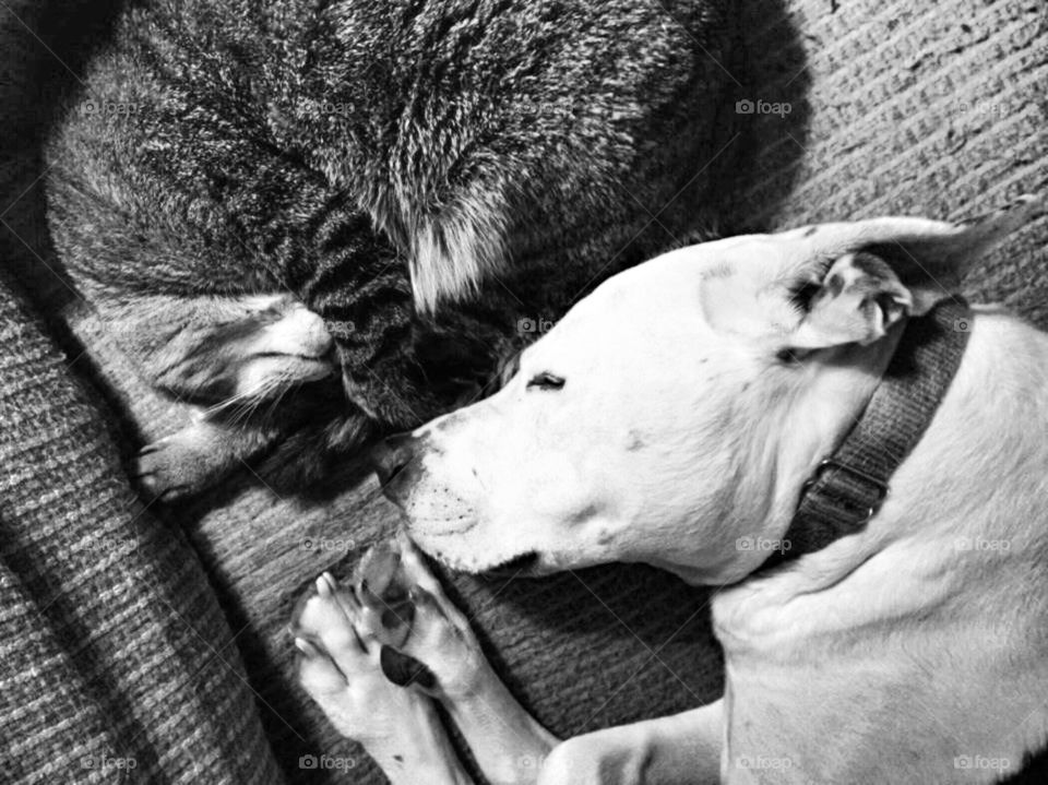 Sleeping cat and dog 