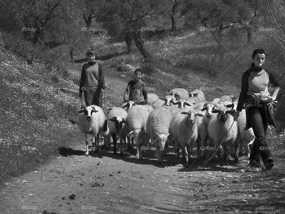 Young Shepherds taking sheeps to home