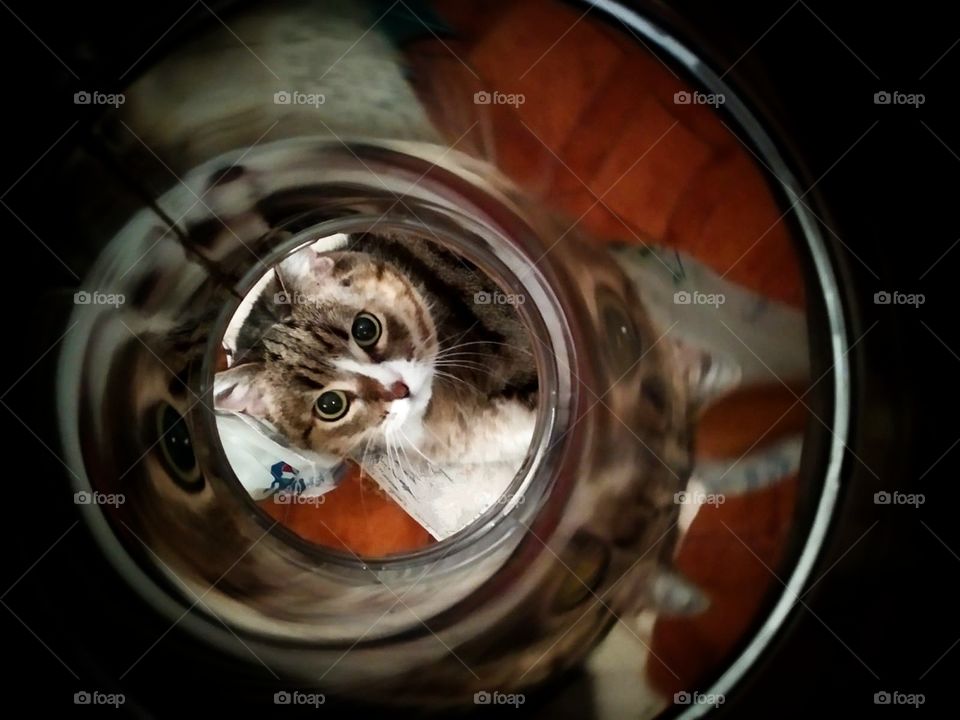 The cat looks into the pipe, on the surface of which the eyes are reflected