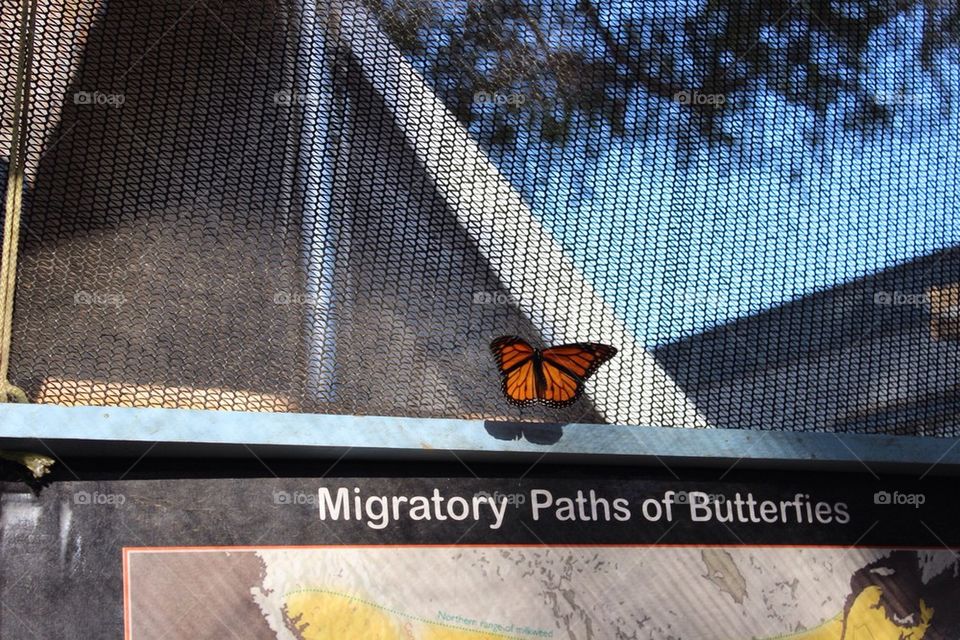 Butterfly Tent