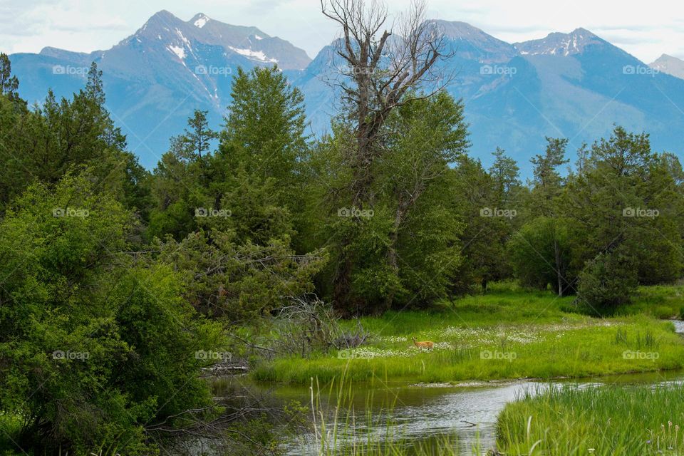 The Flathead range near Kalispell Montana is the backdrop for a beautiful winding river with a small deer enjoying the foliage
