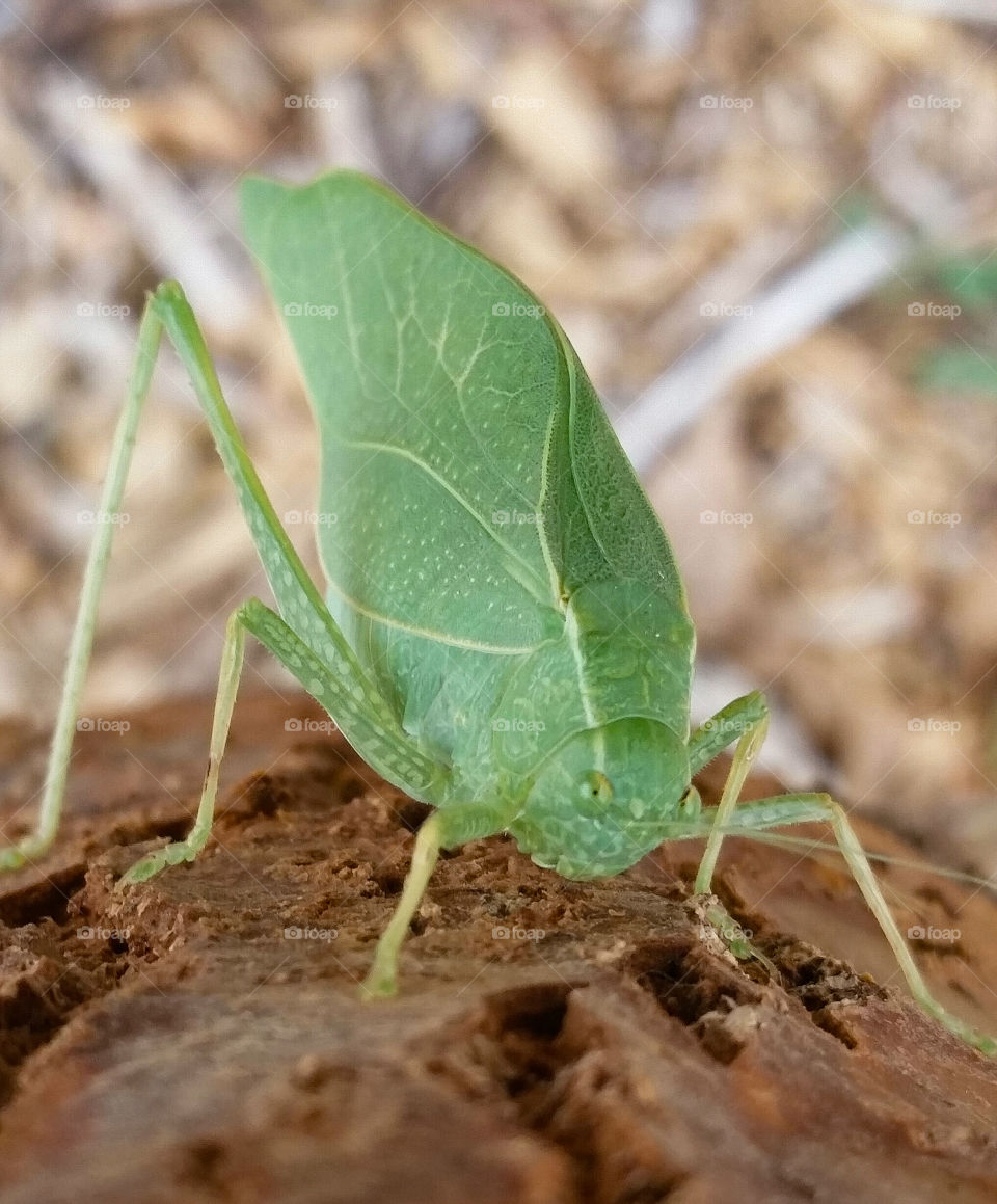 Katydid