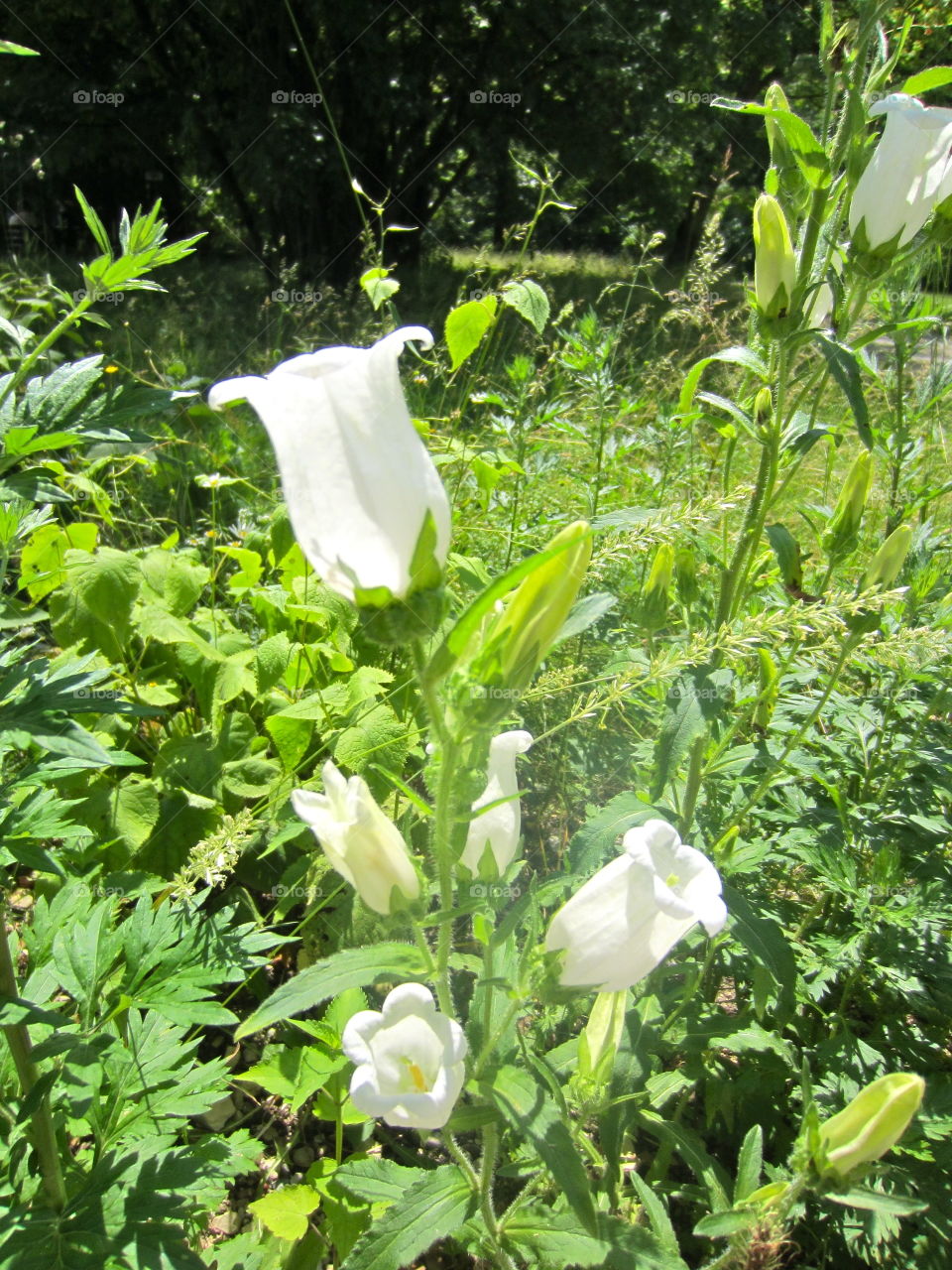 Flower, Nature, Flora, Garden, Leaf