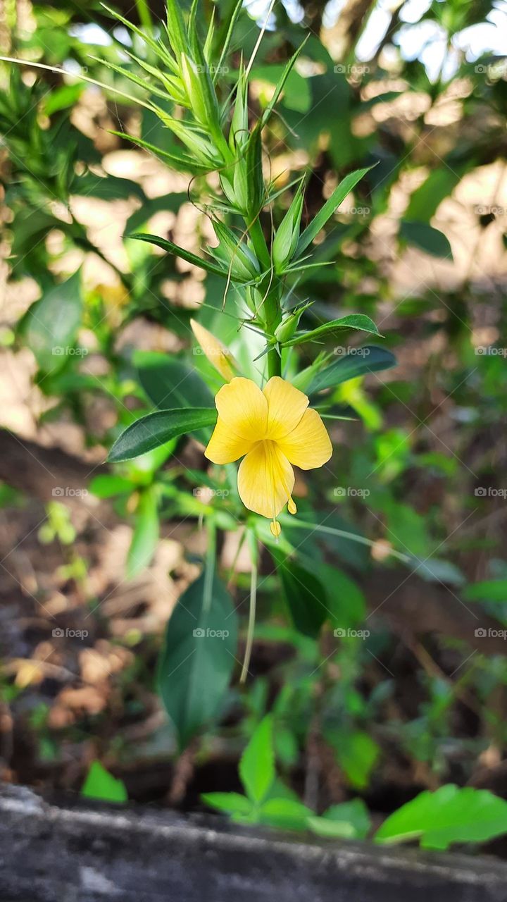 Natural Flower, beautiful flowers, natural picture