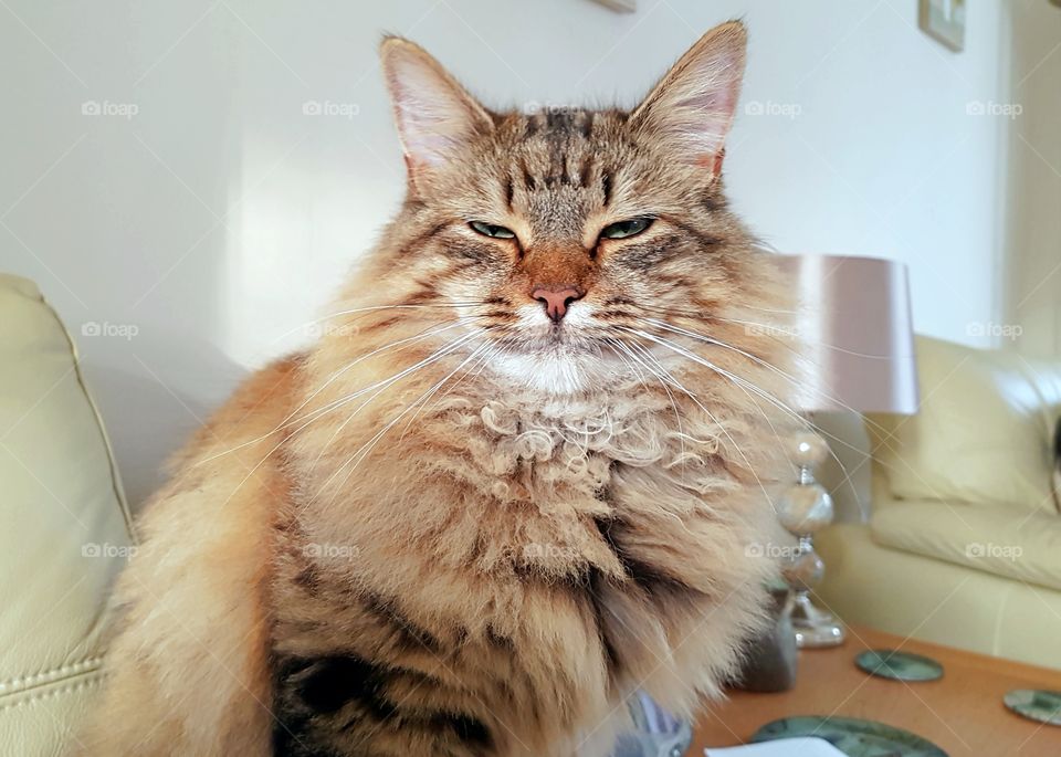 fluffy longhaired cat Maine coon tabby lynx smiling for the camera.