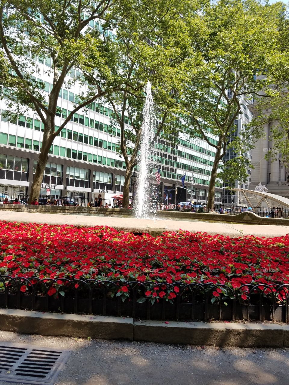 Garden, Flower, No Person, Park, Tree