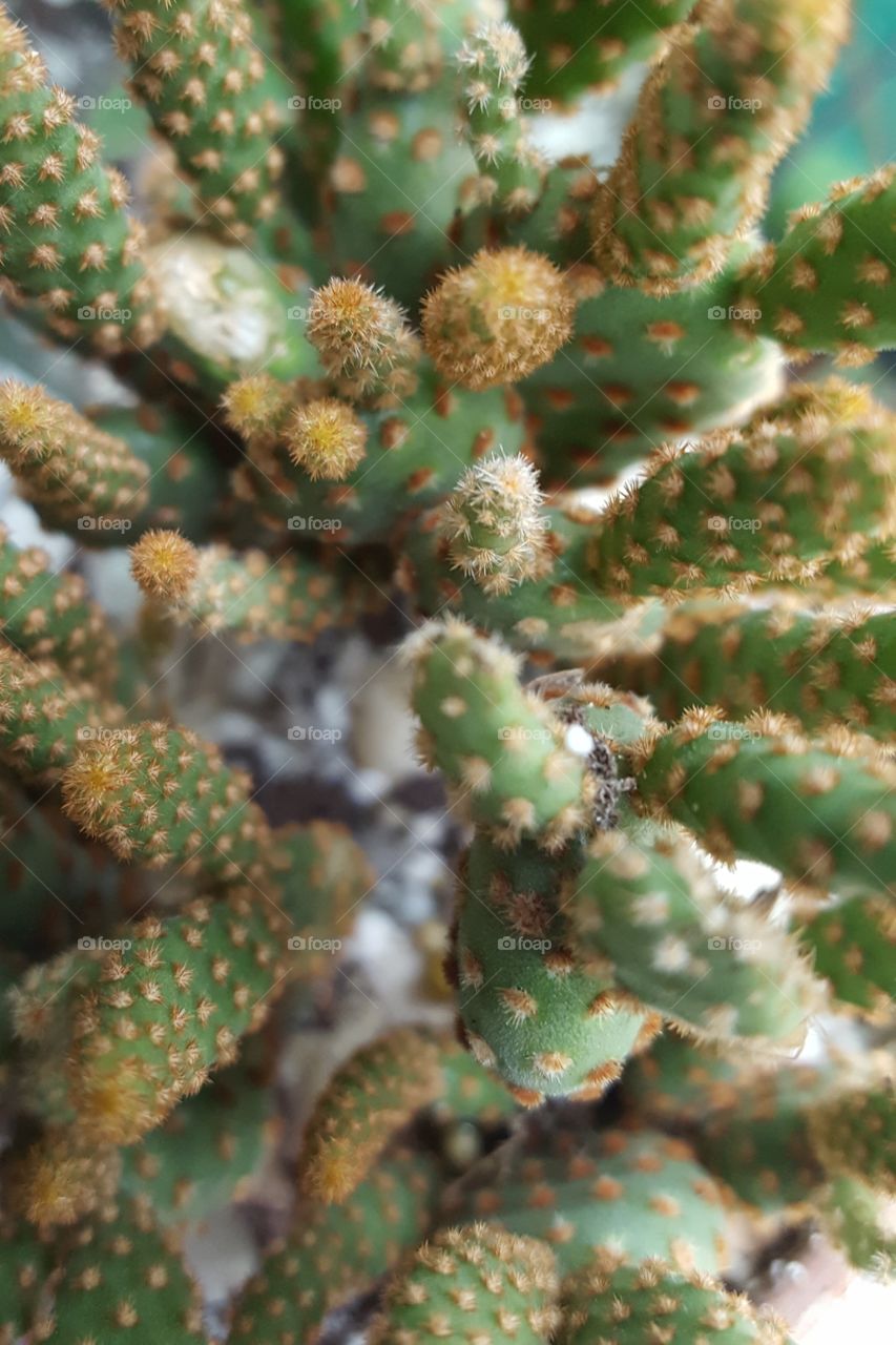 cacti