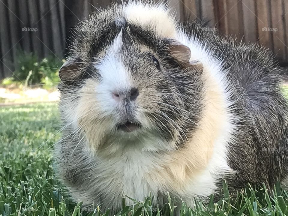 Close headshot of Jade the Guinea Pig. 